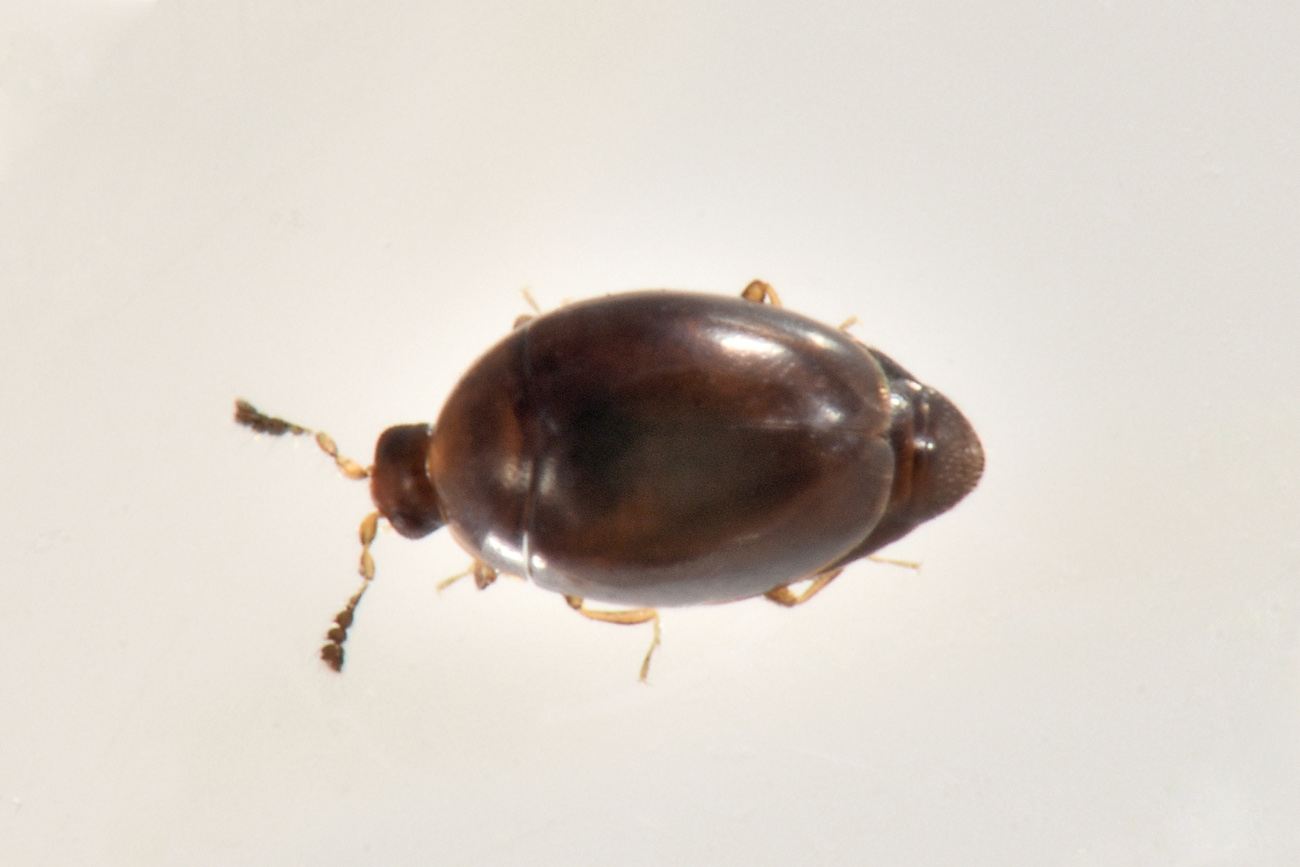 Corylophidae: Orthoperus sp? Sì.